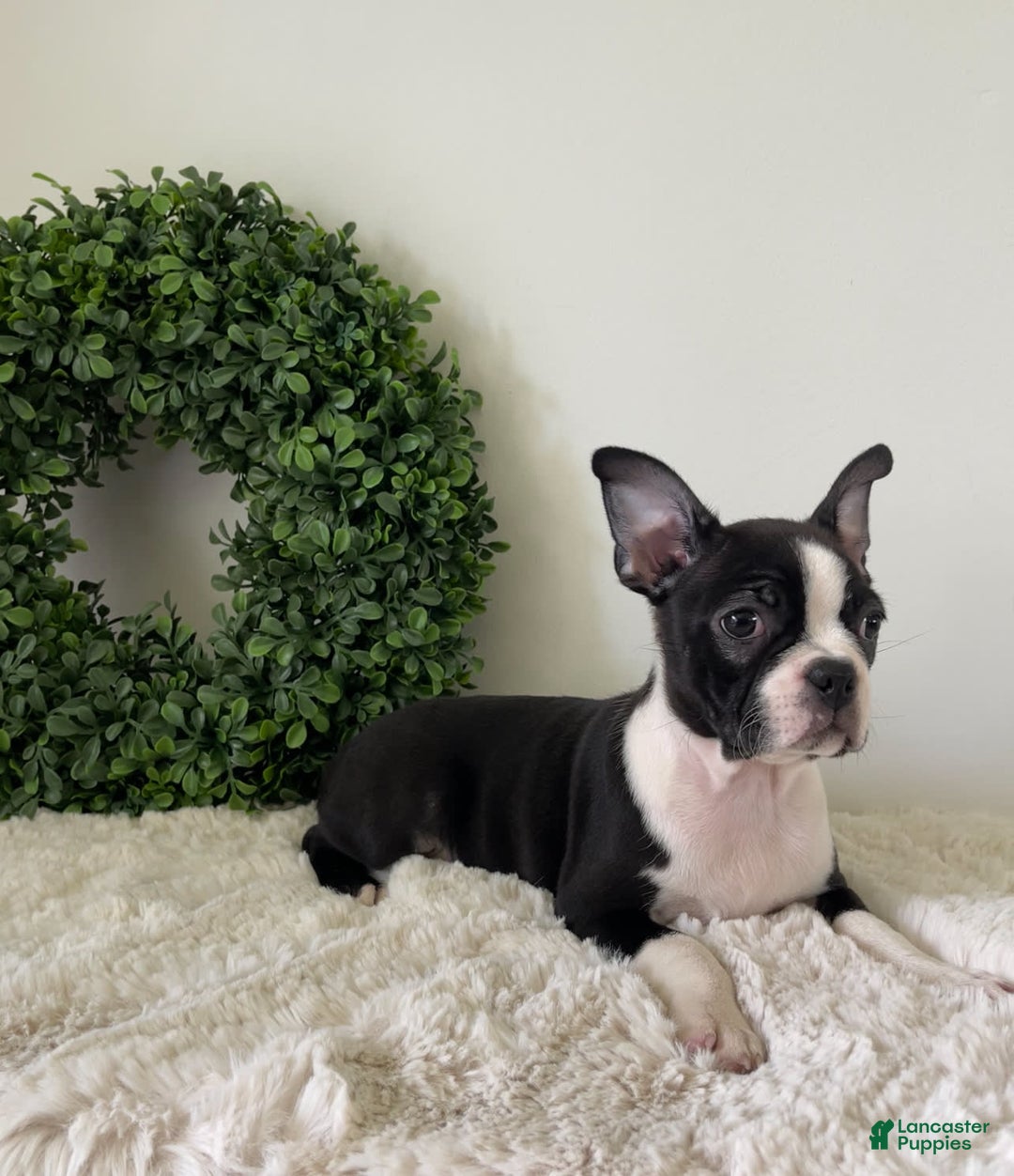 Boston Terrier dogs for sale: Delilah - Image 1