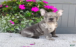 Frenchton dogs for sale: Sammy - Image 3