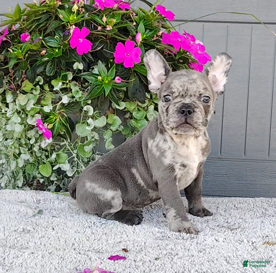Frenchton dogs for sale: Sammy - Image 3