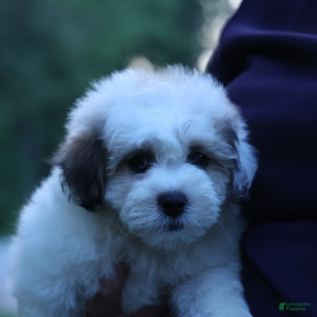 Shihpoo dogs for sale: Hank - Image 1