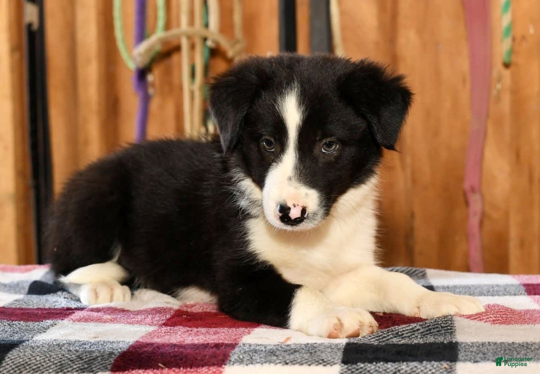Border Collie dogs for sale: Lars - Image 7