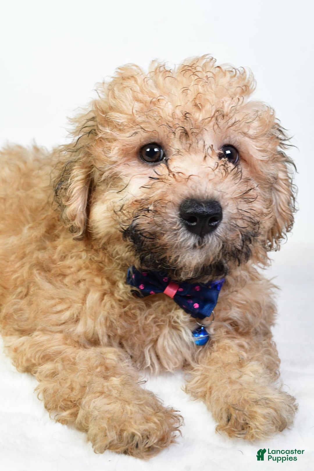 Bichpoo dogs for sale: Austin - Image 2