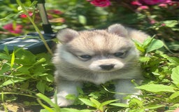 Pomsky dogs for sale: Duke - Image 5