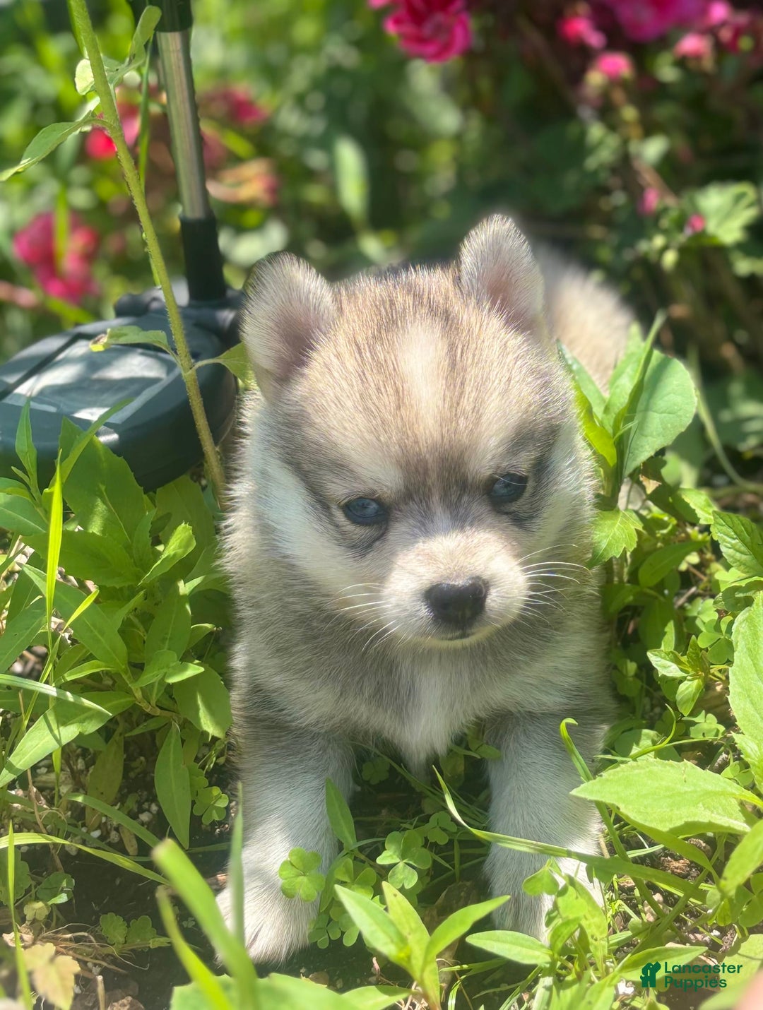 Pomsky dogs for sale: Duke - Image 5