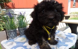 Aussiedoodle dogs for sale: Marcy - Image 3