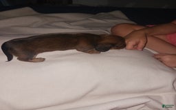 Dachshund dogs for sale: Female - Image 5