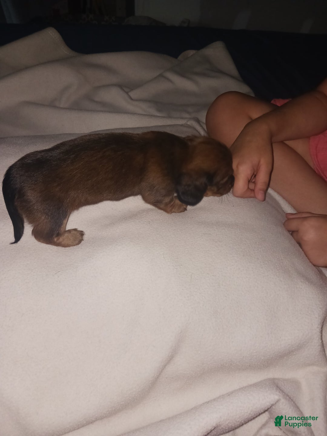 Dachshund dogs for sale: Female - Image 5