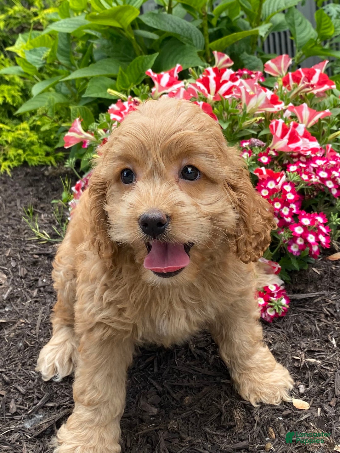 Cockapoo dogs for sale: Nala - Image 3