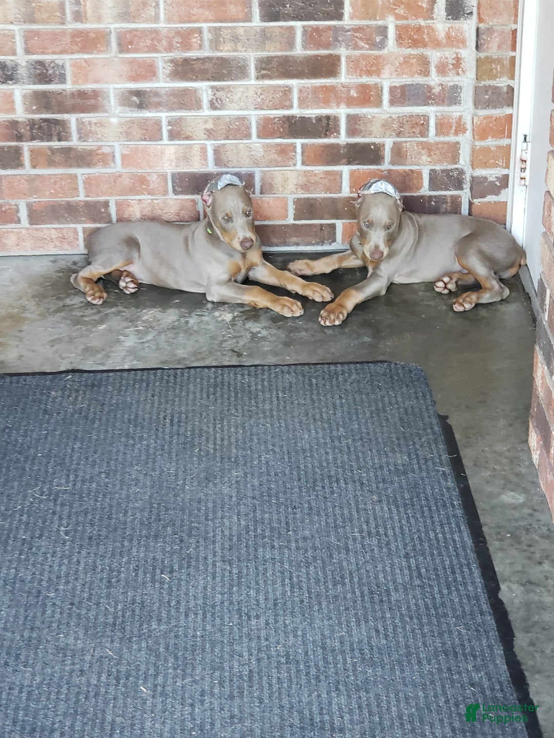 Doberman Pinscher dogs for sale: Smurf - Image 4
