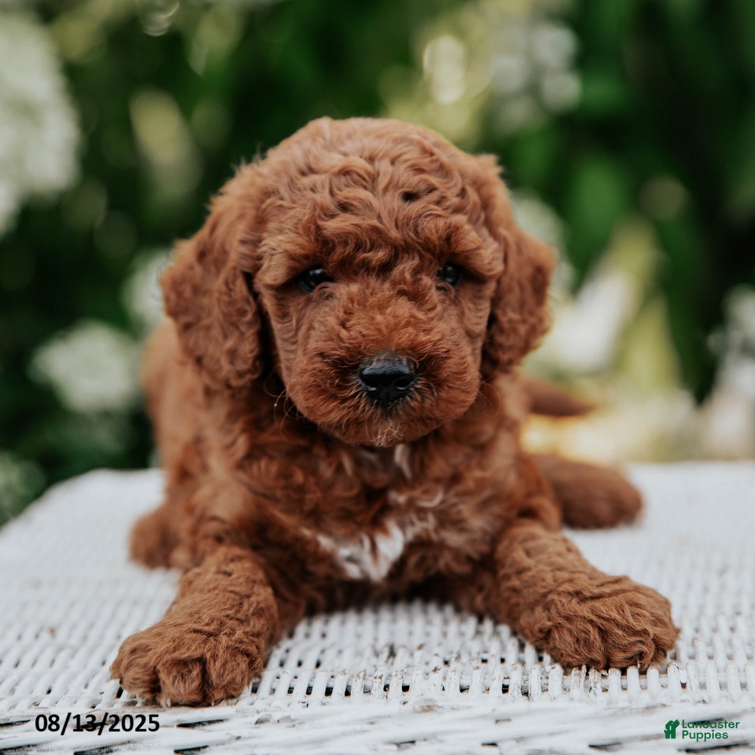 Cavapoo dogs for sale: Cavapoo 6 puppies - Image 17