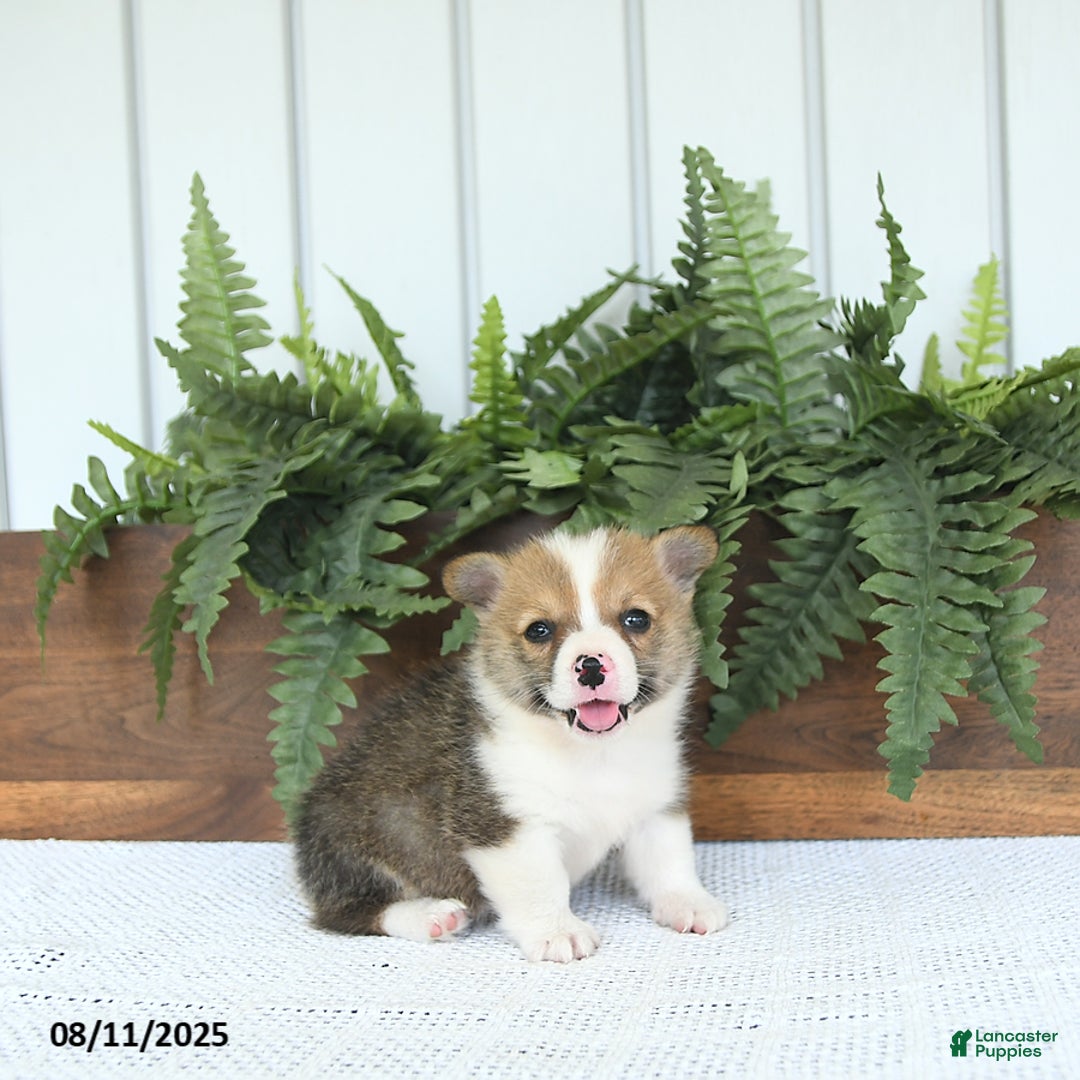 Welsh Corgi Pembroke dogs for sale: Marshall - Image 3