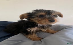 Yorkshire Terrier dogs for sale: Cash - Image 16