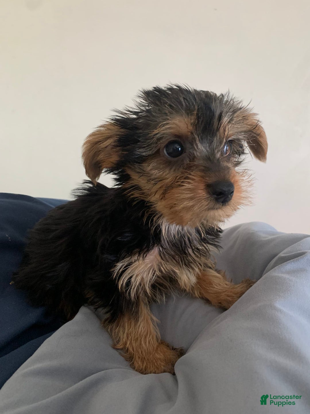 Yorkshire Terrier dogs for sale: Cash - Image 16
