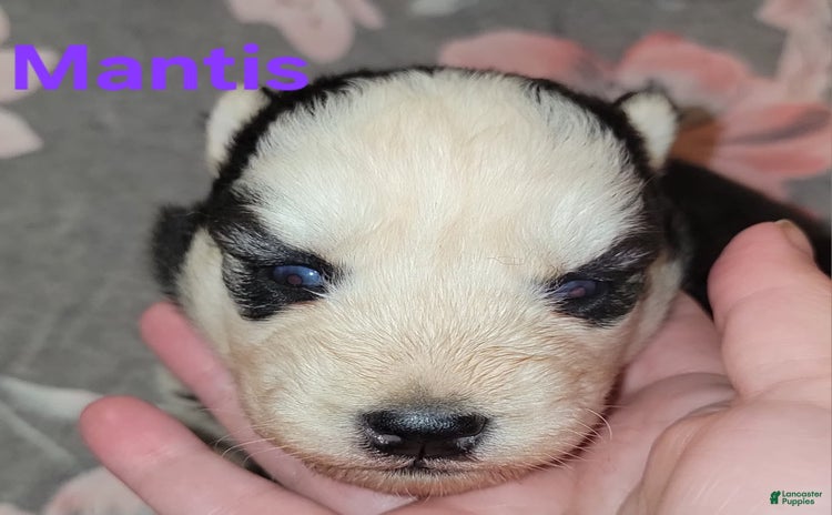 Siberian Husky dogs for sale - Ad 3