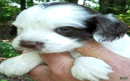 Portuguese Water Dog dogs for sale: "the Pokey Little Puppy" - Image 2