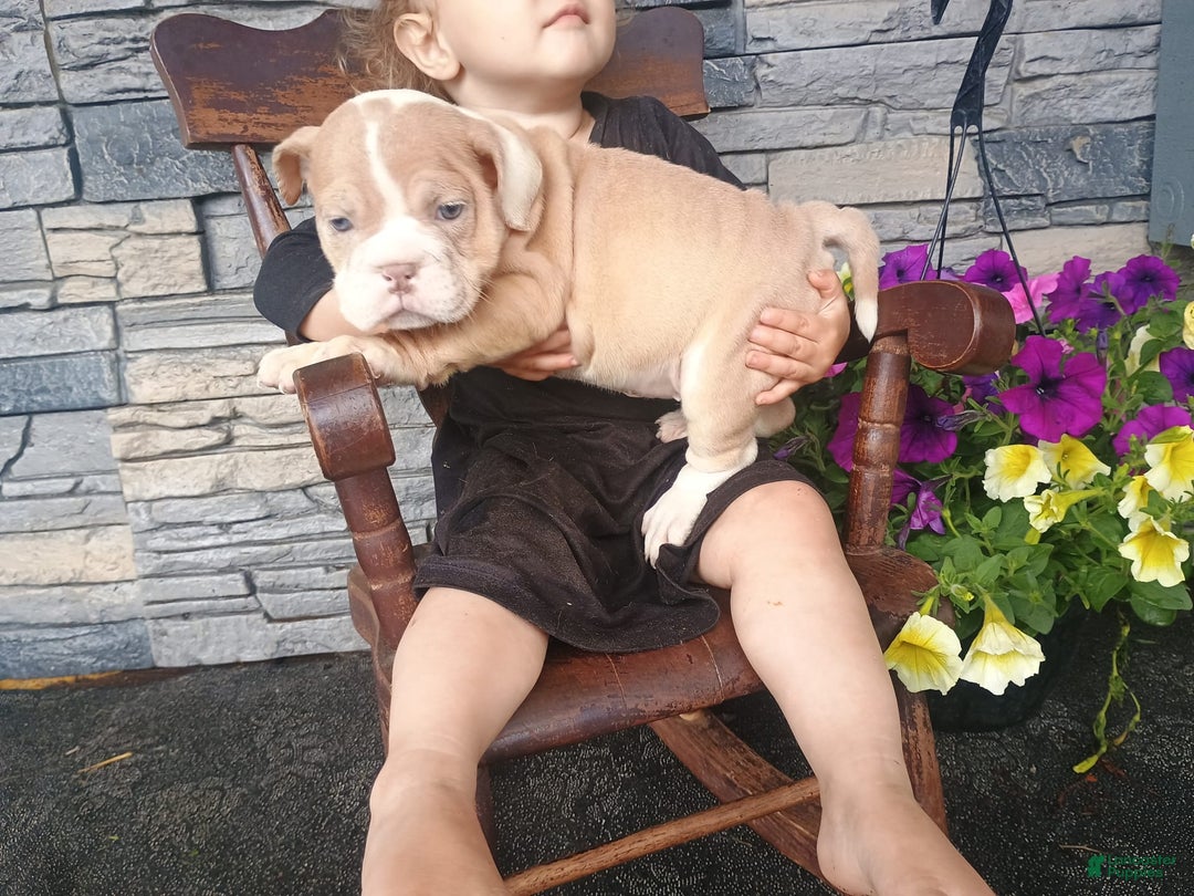 English Bulldog dogs for sale: Bingo - Image 3