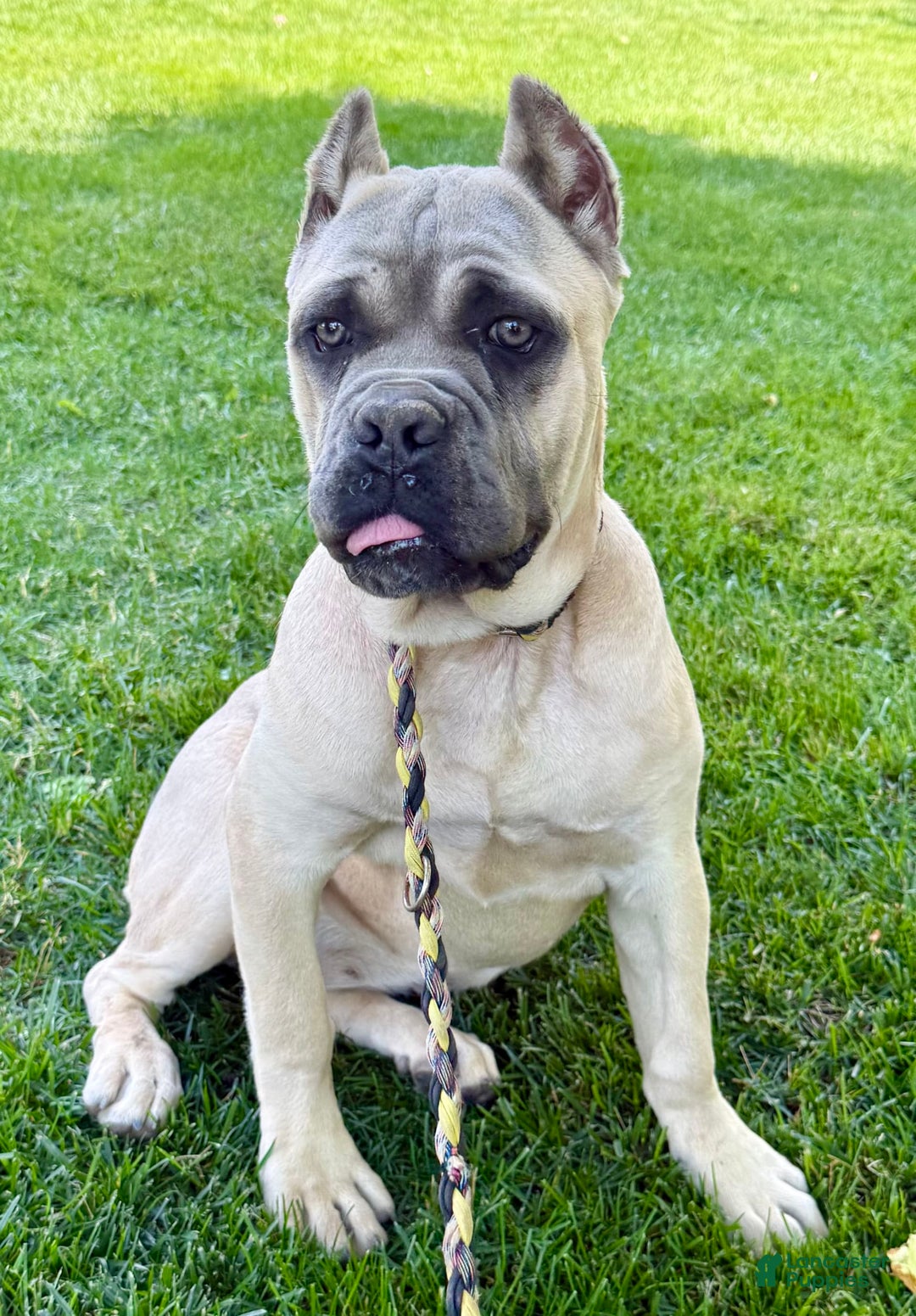 Cane Corso dogs for sale: Georgia - Image 40