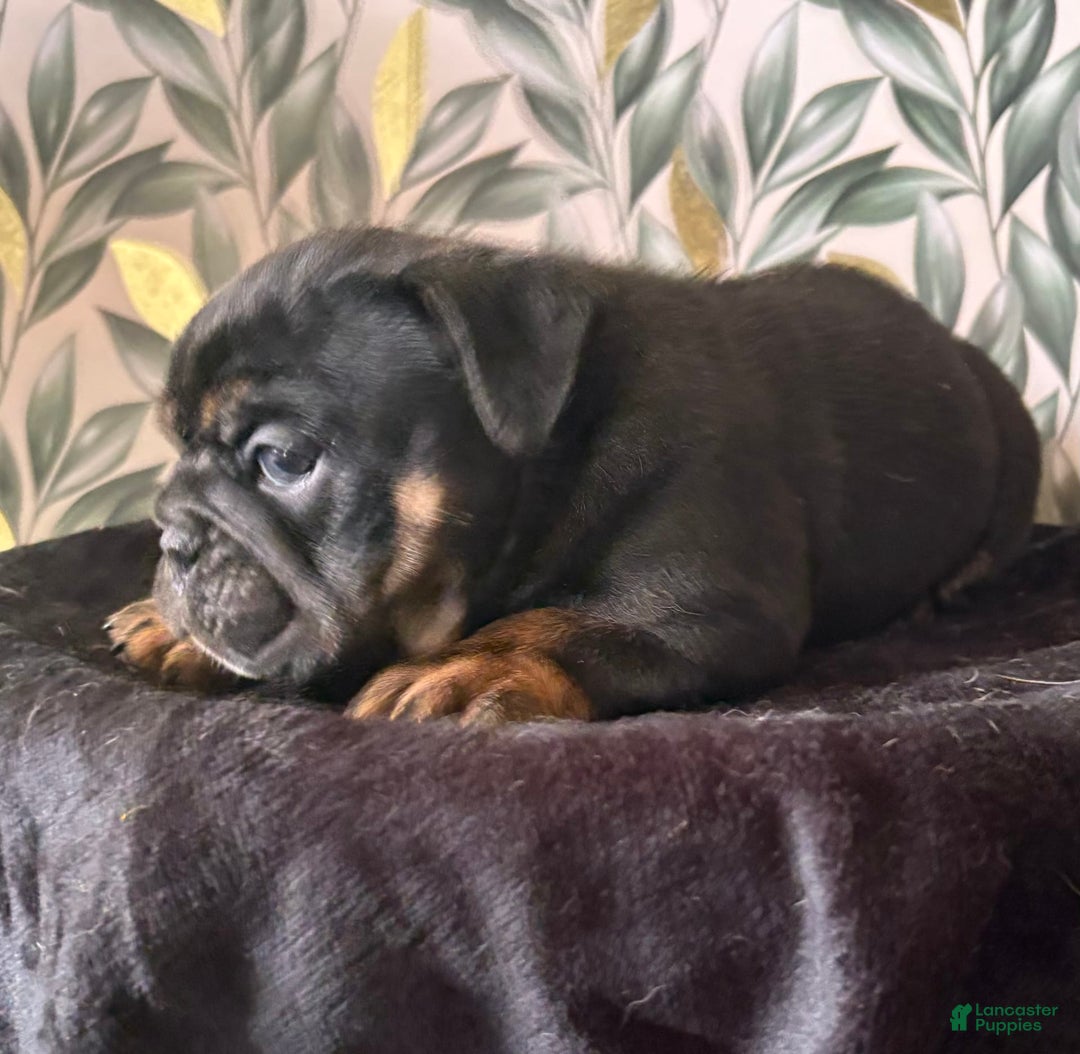 English Bulldog dogs for sale: Isabella - Image 2