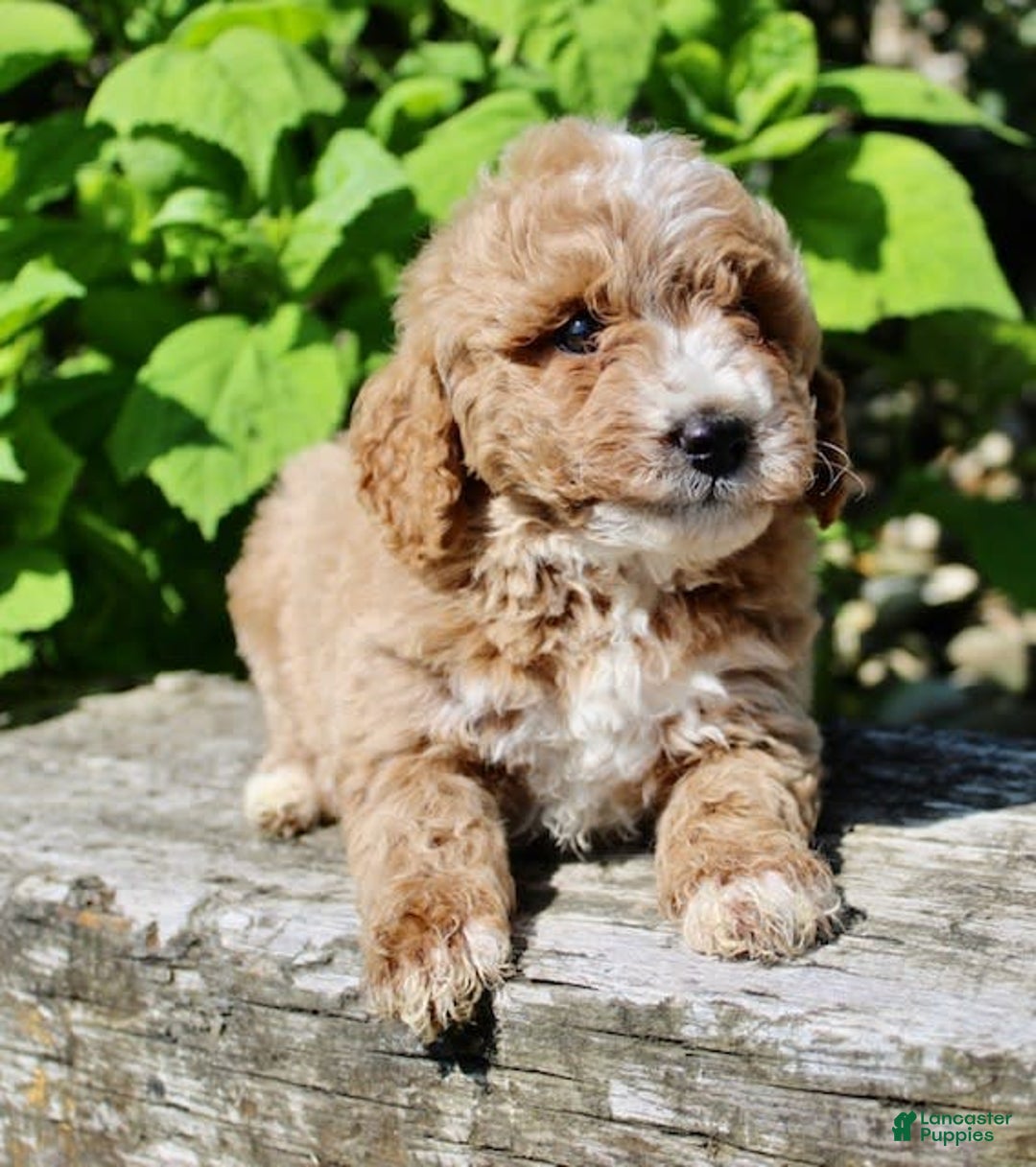 Mini Goldendoodle dogs for sale: Gwen - Image 7