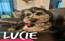 Chinese Crested dogs for sale: Macho - Image 5