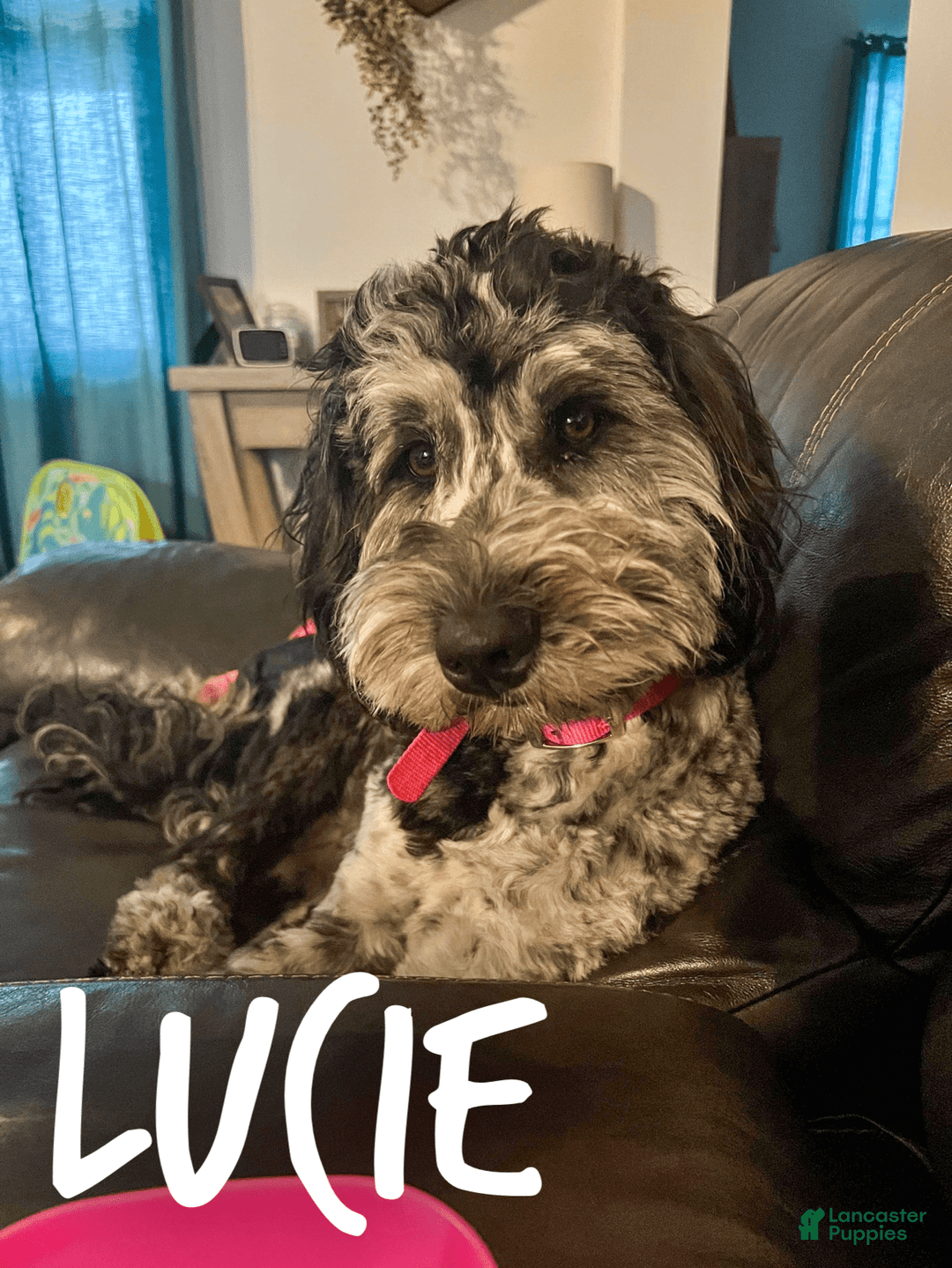 Chinese Crested dogs for sale: Macho - Image 5