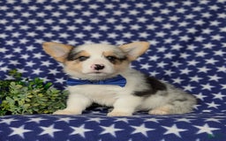 Welsh Corgi Pembroke dogs for sale: Kimball - Image 2