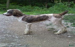 Saint Berdoodles dogs for sale: Sasha - Image 8