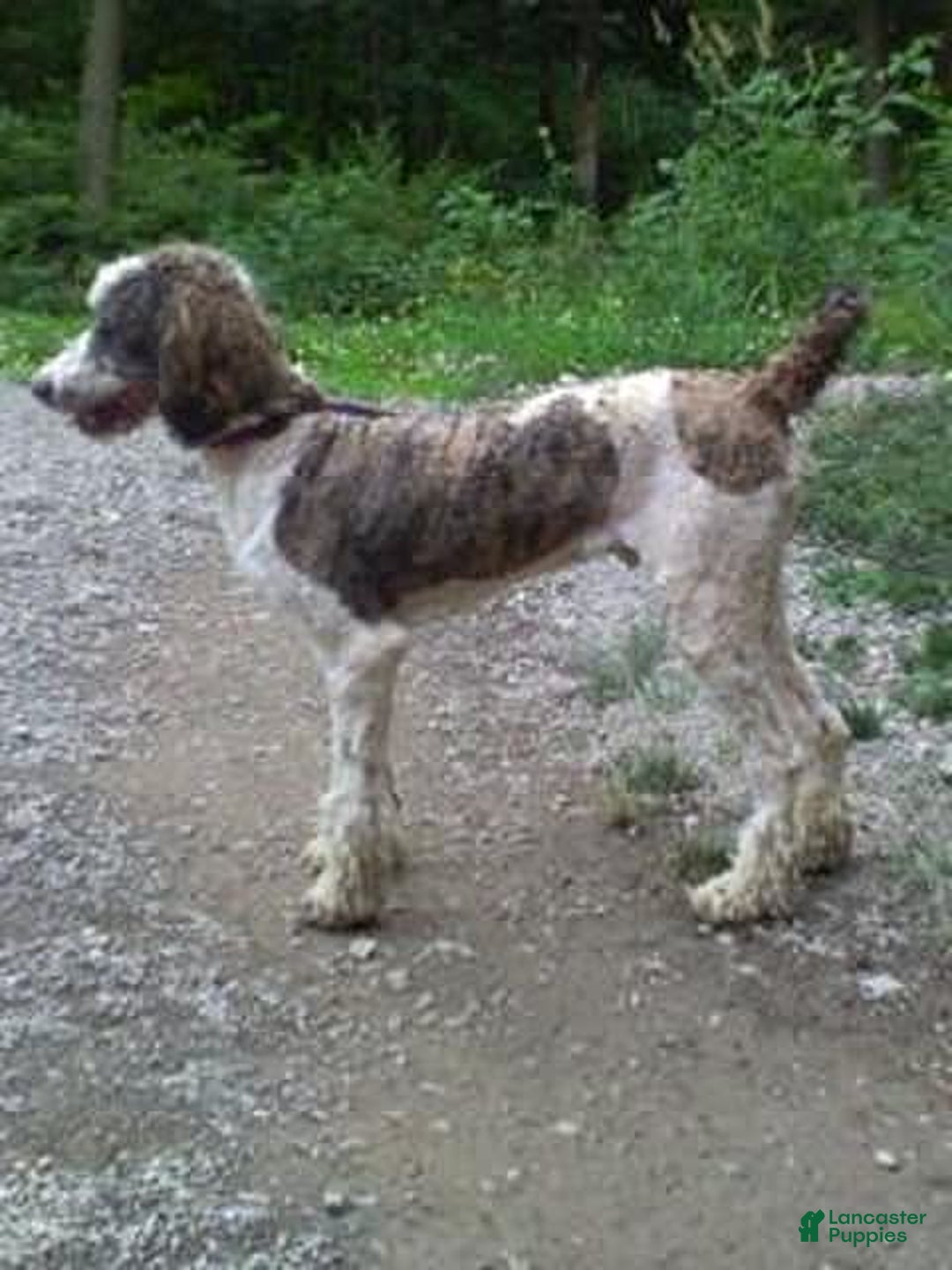 Saint Berdoodles dogs for sale: Sasha - Image 8