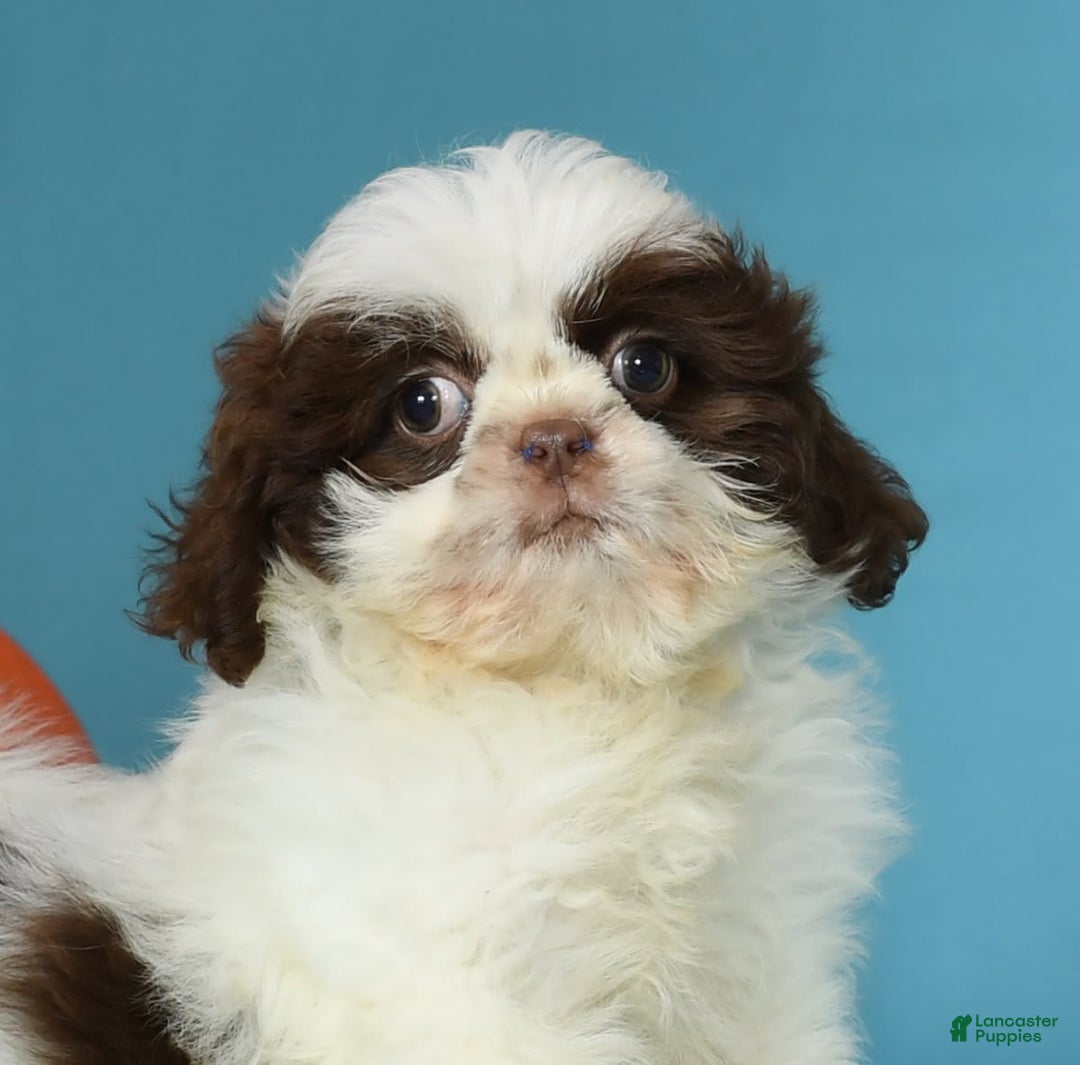 Shih Tzu dogs for sale: Mickey - Image 4