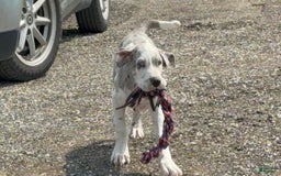 Great Dane dogs for sale: Heather - Image 4