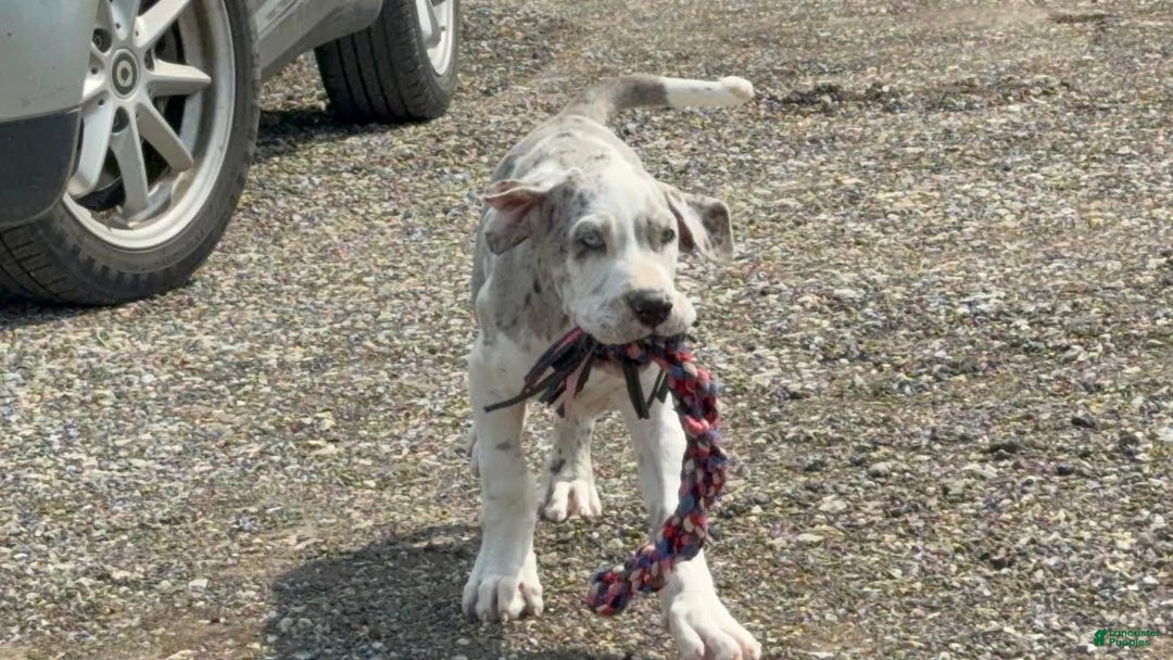 Great Dane dogs for sale: Heather - Image 4