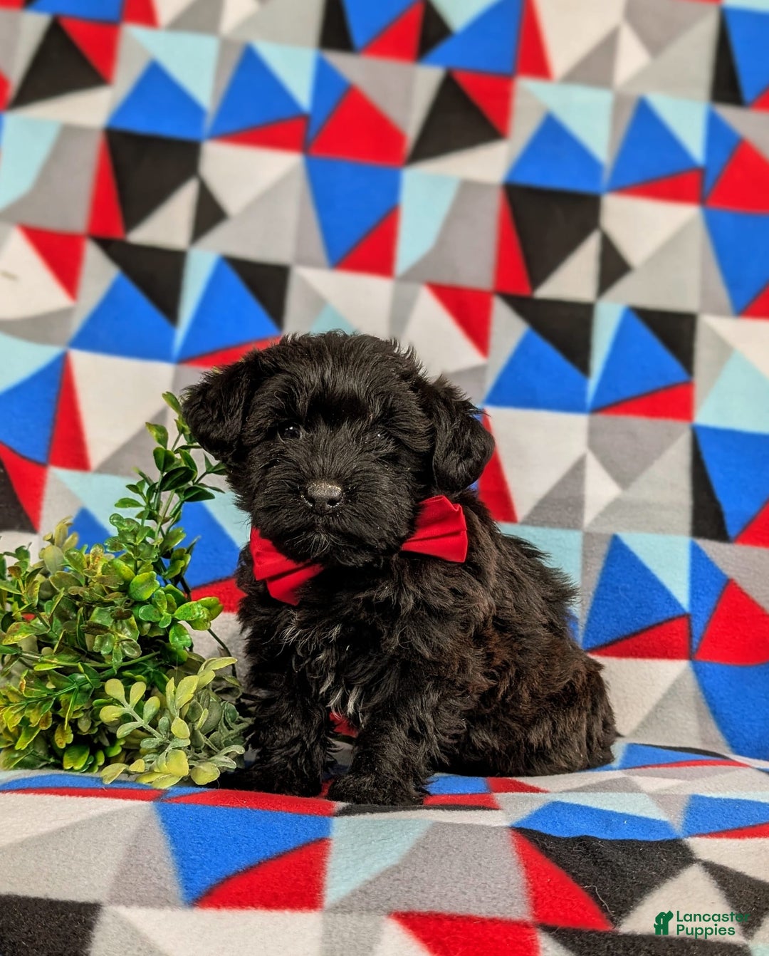 Yorkiepoo dogs for sale: Willoughby - Image 4