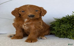 Goldendoodle dogs for sale: Kailey - Image 13