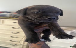 Cane Corso dogs for sale: Dark Green - Image 3