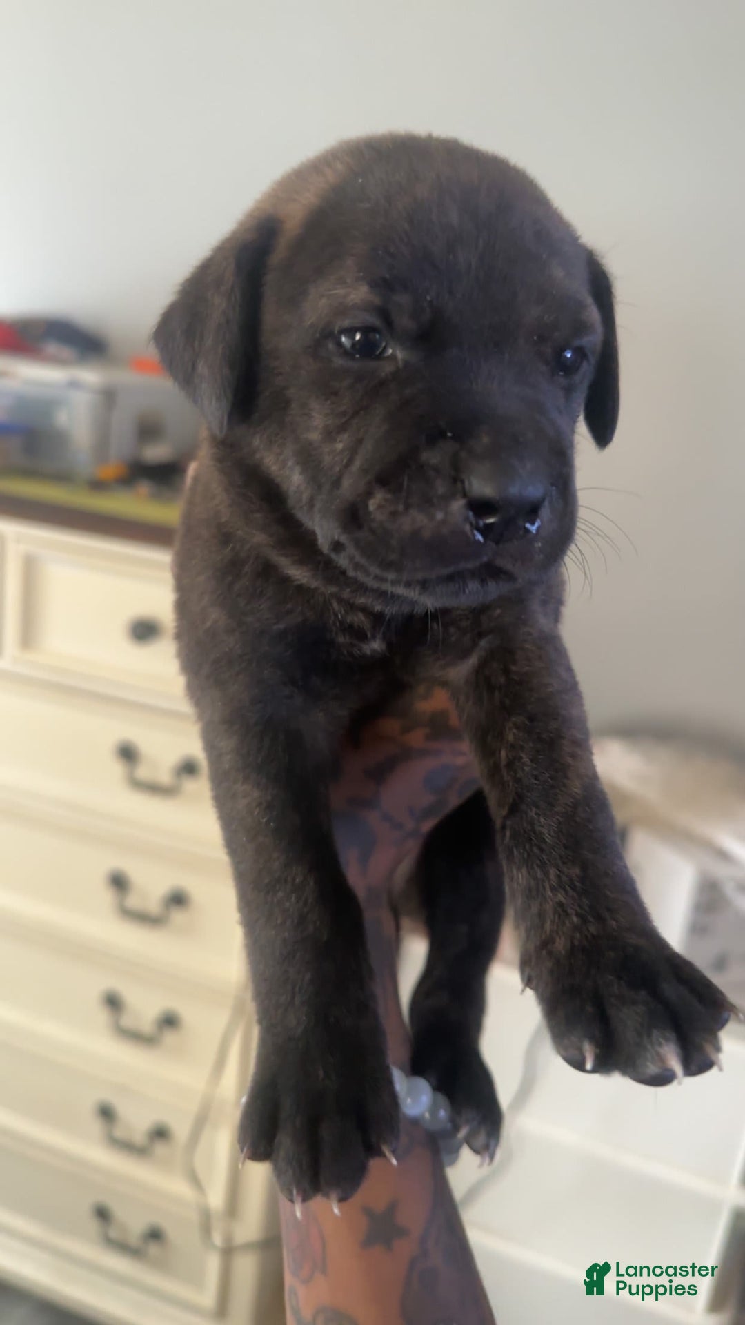 Cane Corso dogs for sale: Dark Green - Image 3