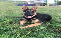 German Shepherd dogs for sale: Max - Image 2