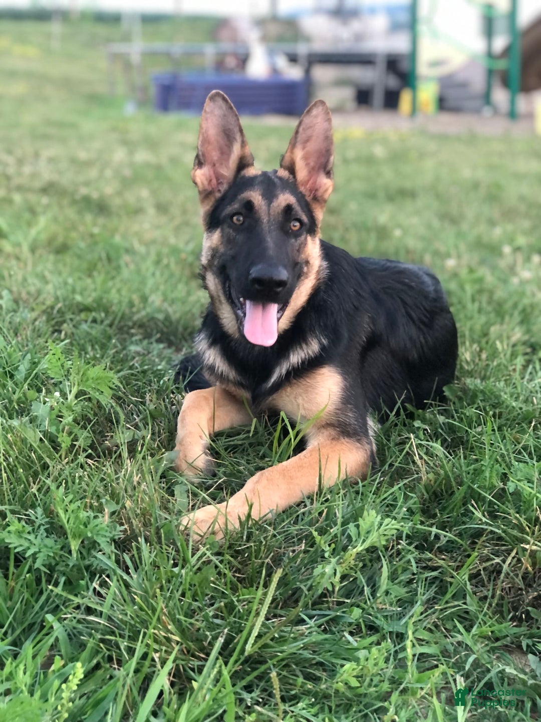 German Shepherd dogs for sale: Max - Image 2