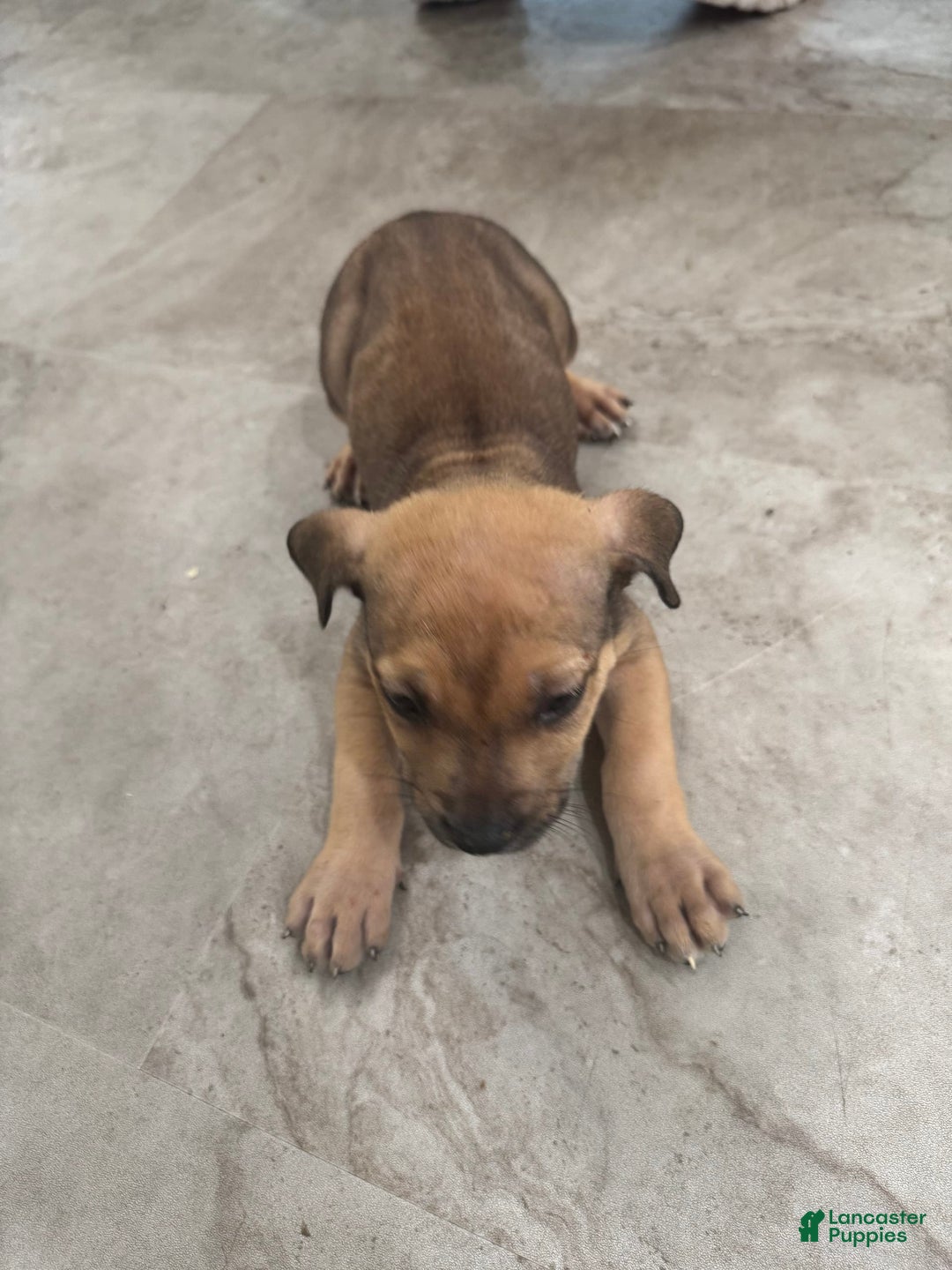 South African Boerboels dogs for sale: Nova - Image 2