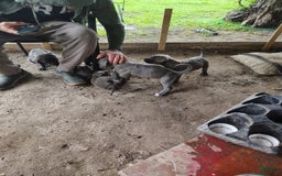 Cane Corso dogs for sale: Delia - Image 1
