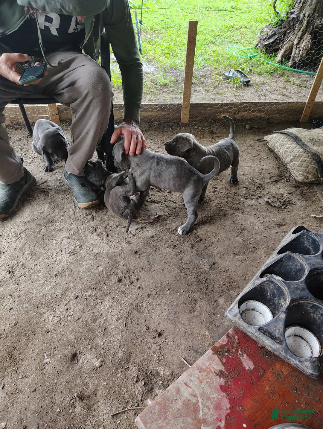 Cane Corso dogs for sale: Delia - Image 1