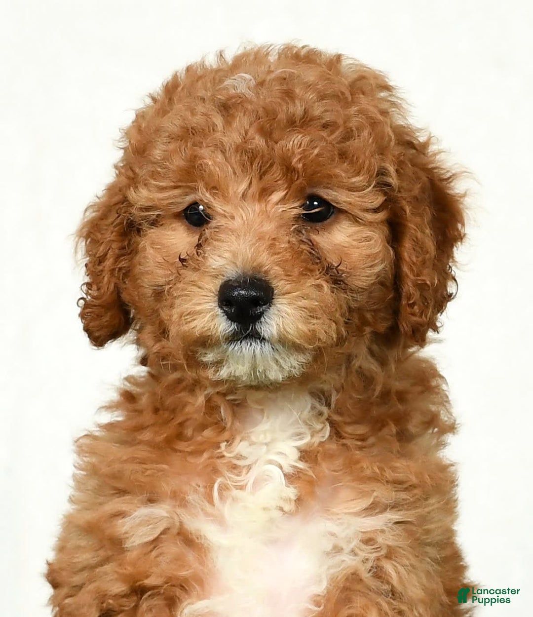 Mini Goldendoodle dogs for sale: Daisy - Image 3