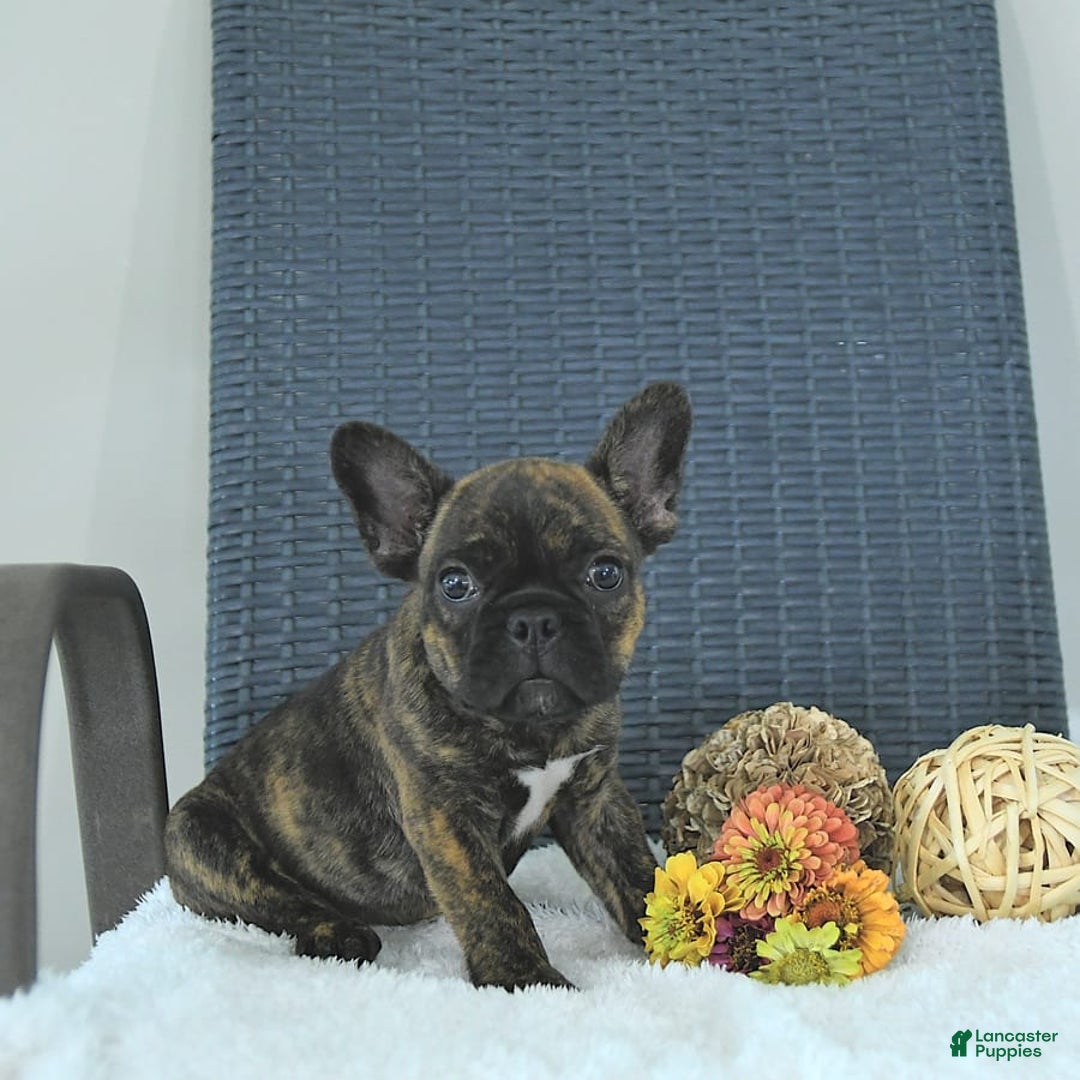 Frenchton dogs for sale: Zeke - Image 15