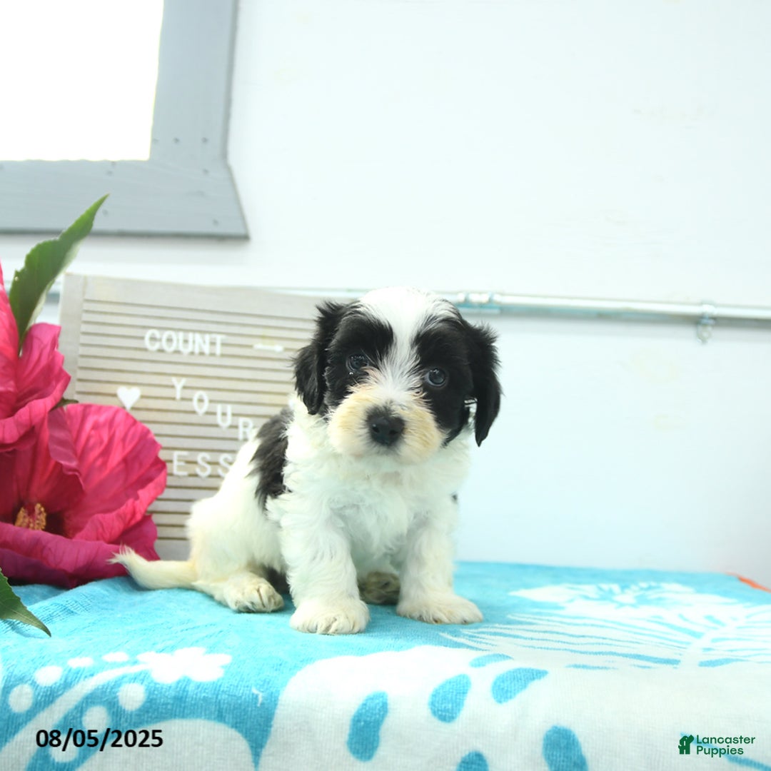 Havanese dogs for sale: Newton - Image 2