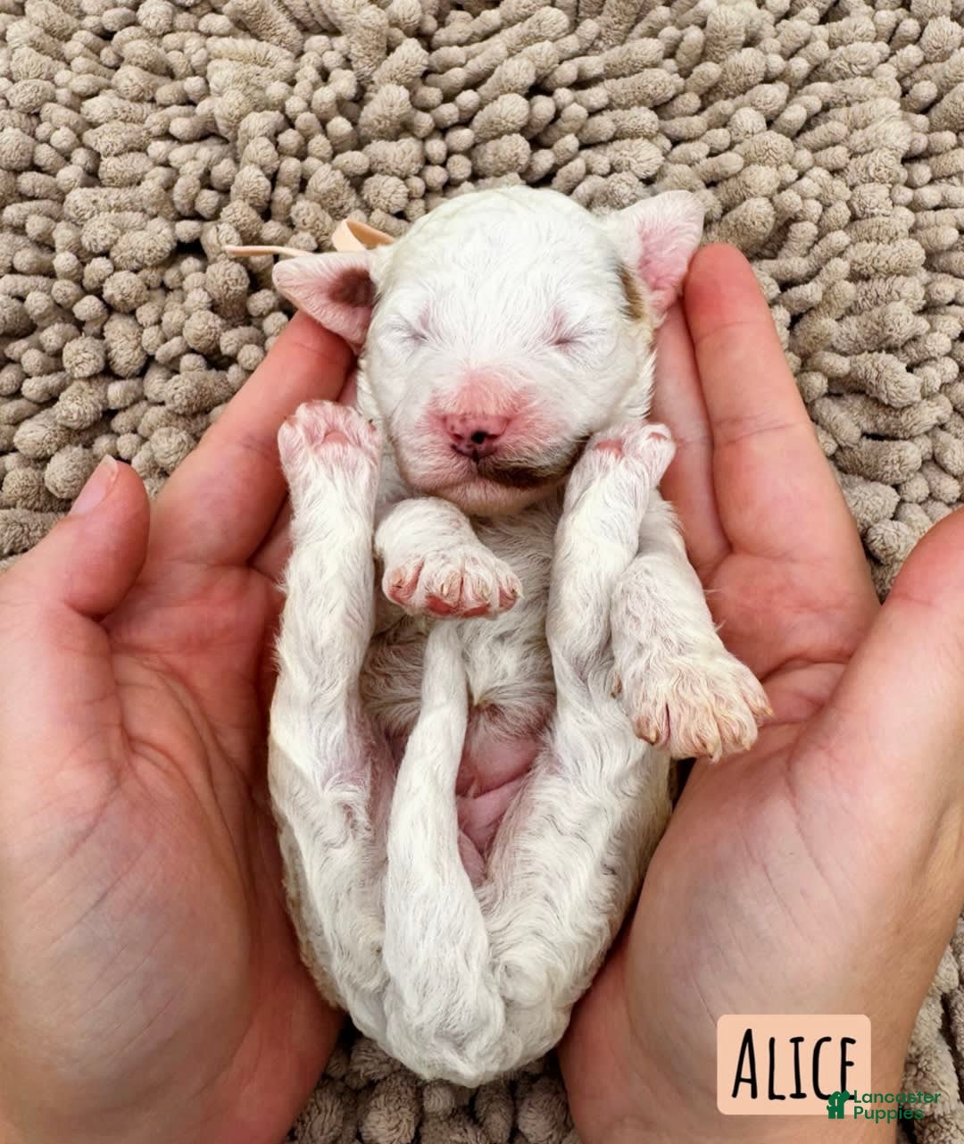 Mini Goldendoodle dogs for sale: Petite Alice - Image 11