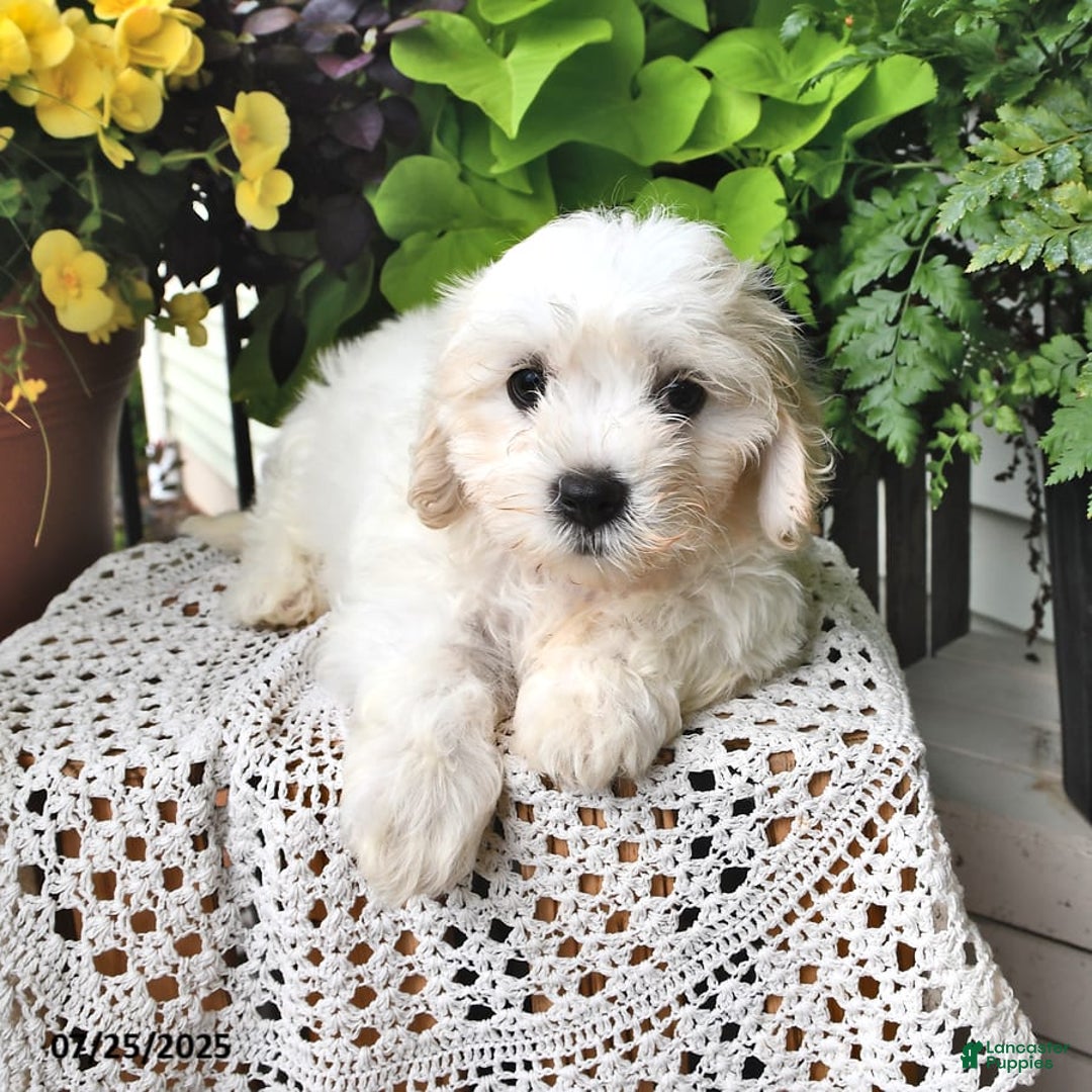 Cavachon dogs for sale: Molly - Image 3