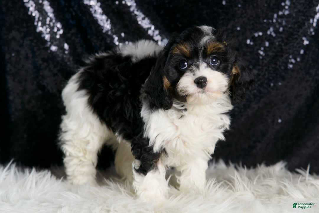 Cavapoo dogs for sale: Cookie - Image 3