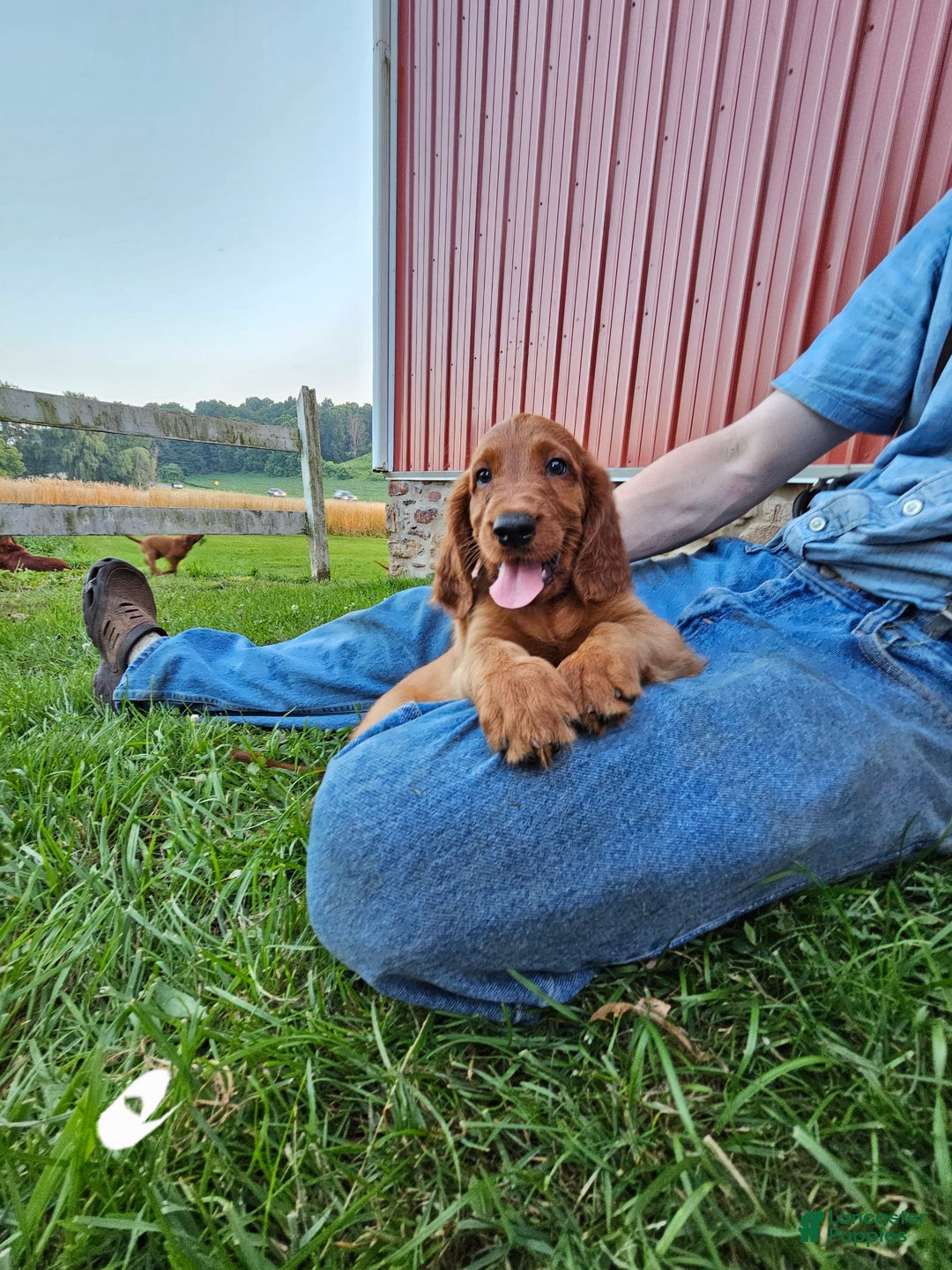 Irish Setter dogs for sale: Latte - Image 3