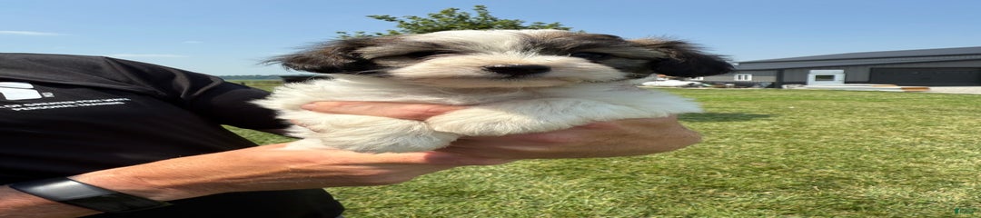 Elliott