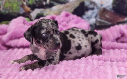 Catahoula Leopard Dog dogs for sale: Luna 2025 Female 1 - Image 8