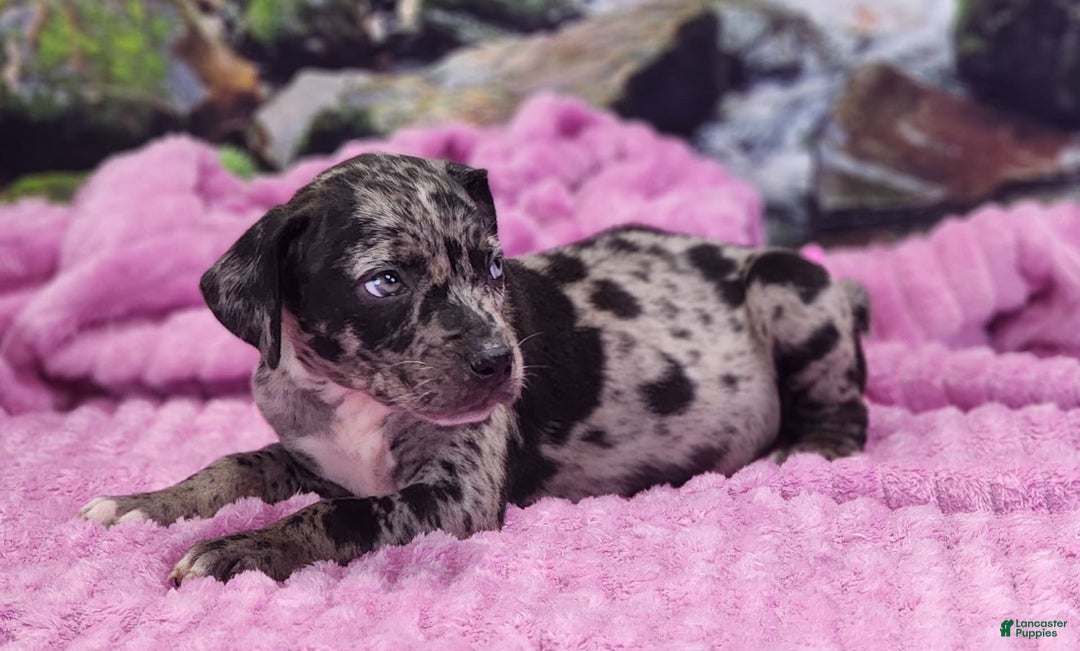 Catahoula Leopard Dog dogs for sale: Luna 2025 Female 1 - Image 8
